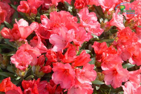 Rhododendron Karminkissen
